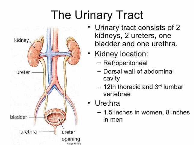 urinary.jpg